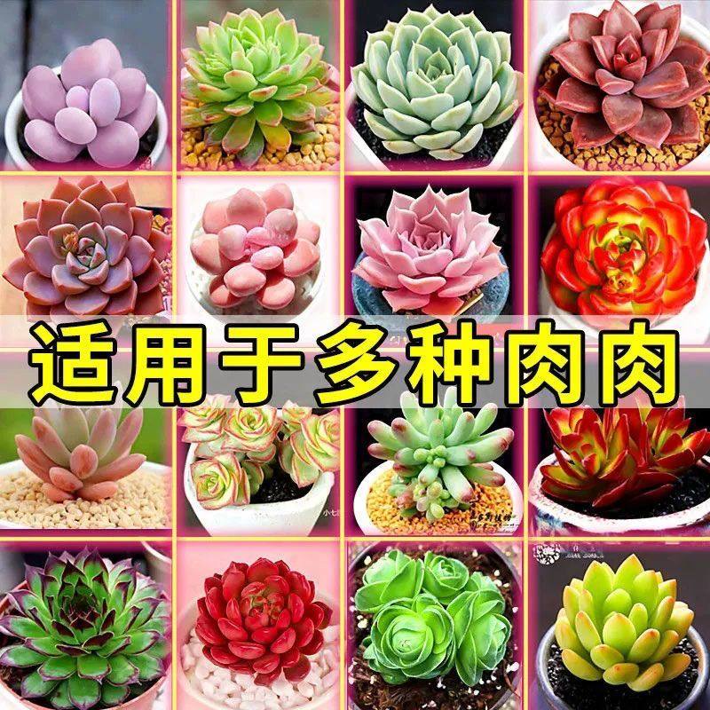 多肉专用营养液爆芽催芽生根液烂叶掉叶增色防徒长其它园艺用品,淘宝优惠券,粉丝福利购,淘宝优惠卷