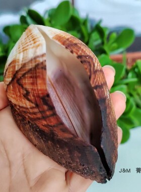 天然贝壳鞋魁贝壳 靴贝自然对贝壳 收藏观赏标本创意鱼缸造景摆件