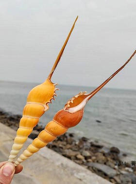 长鼻海螺收藏精品高端餐具