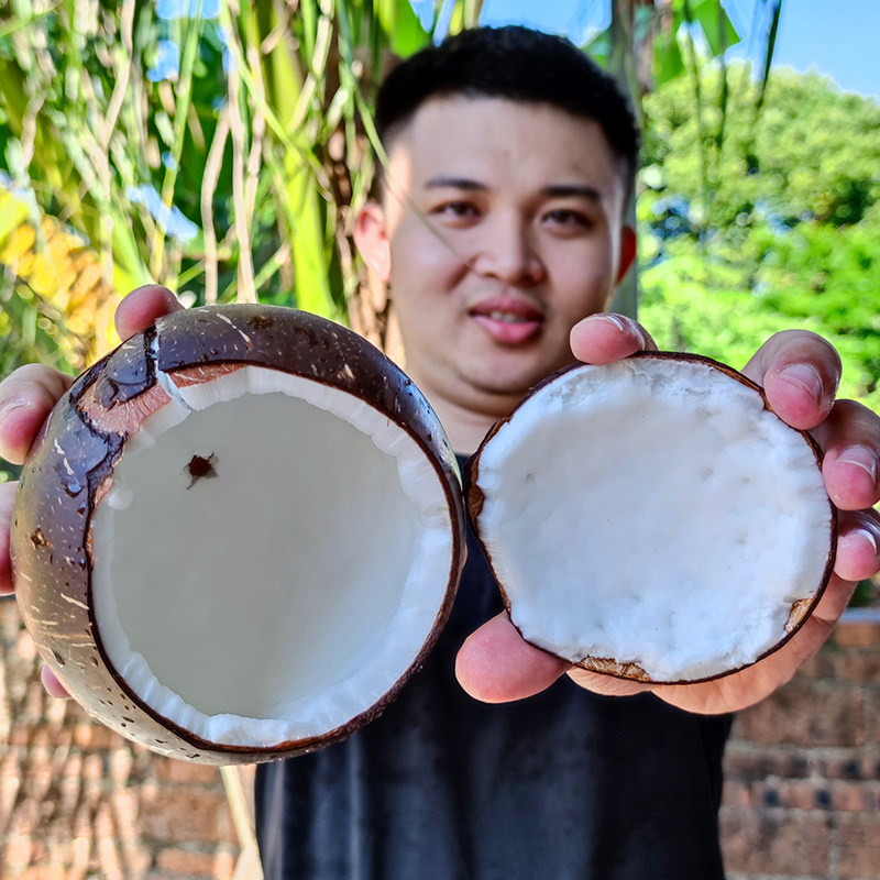 椰王椰子,椰王,椰子_大山谷图库