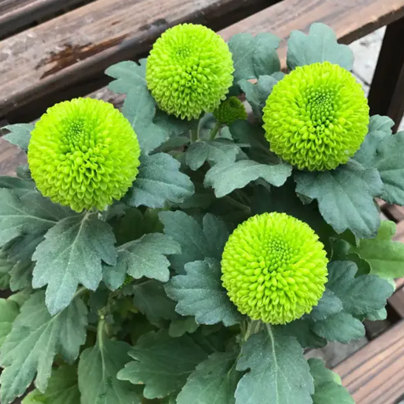 春季花卉苗木乒乓菊花苗四季开花绿植物盆栽庭院阳台地栽易活好养