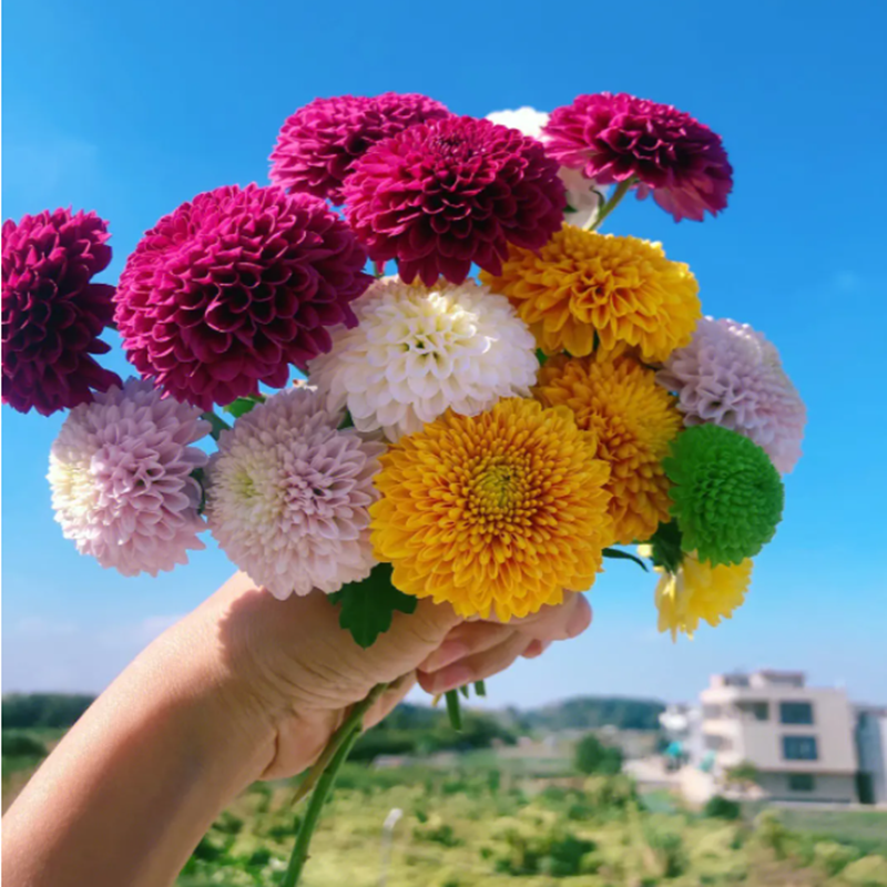 春季花卉苗木乒乓菊花苗四季开花绿植物盆栽庭院阳台地栽易活好养-图3