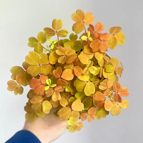 小黑黄枫酢浆开花三叶草耐热多年生垂吊兰可爱幸运四季卉绿植盆栽 - 图2