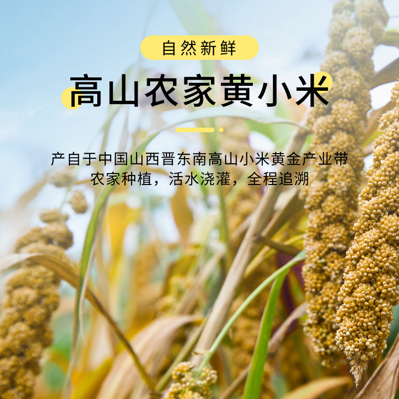 2023年新小黄米沁州黄小米粥有机食用山西农家非特级养胃敖汉杂粮 - 图1