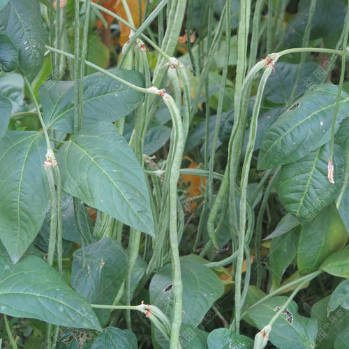 张唐王豇豆种子特长豆角架豆菜豆绿白条 春播夏秋四季豆蔬菜高产 - 图1