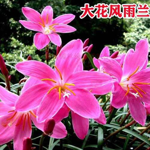 葱兰花苗韭兰葱莲风雨兰种球耐阴耐寒植物室外庭院多年生绿化花苗 - 图0