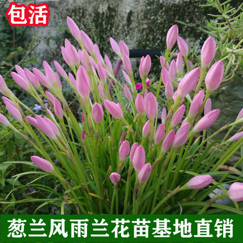 葱兰花苗韭兰葱莲风雨兰种球耐阴耐寒植物室外庭院多年生绿化花苗 - 图1