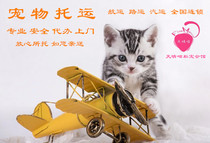 Sky Sunny Xian Originating Pet Consignment Air Transportation Air Transportation Steam Transportation Whole Procedure Charge D Affaires Door-to-door to pick up the gold