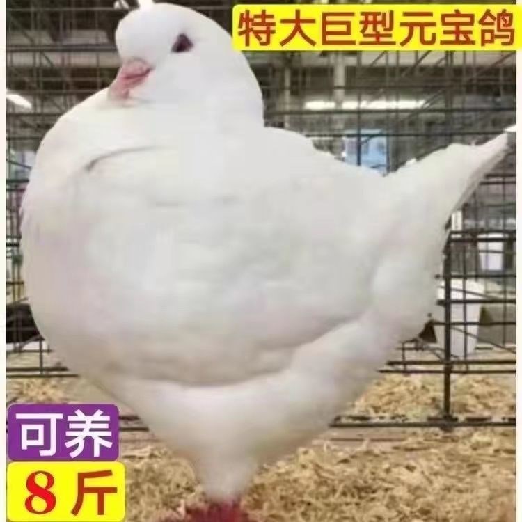 元宝鸽纯一对特大型鸽子青年鸽信鸽肉鸽活体可养包邮包活包下蛋【 - 图2