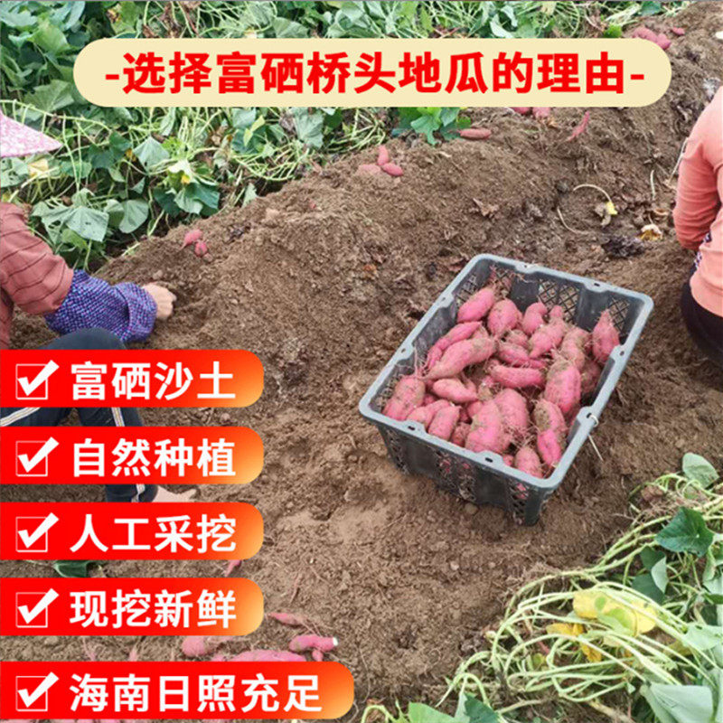 海南澄迈正宗富硒桥头地瓜红薯5斤9斤新鲜包邮板栗薯番薯
