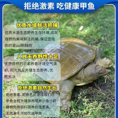 甲鱼鲜活野外放养生态老鳖外塘甲鱼水鱼活体团鱼王八青黄背 - 图0