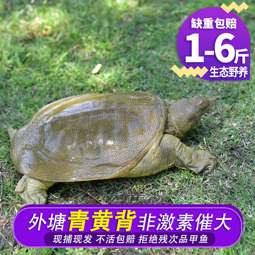 甲鱼鲜活野外放养生态老鳖外塘甲鱼水鱼活体团鱼王八青黄背 - 图3