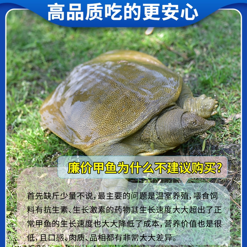 甲鱼鲜活野外放养生态老鳖外塘甲鱼水鱼活体团鱼王八青黄背 - 图2