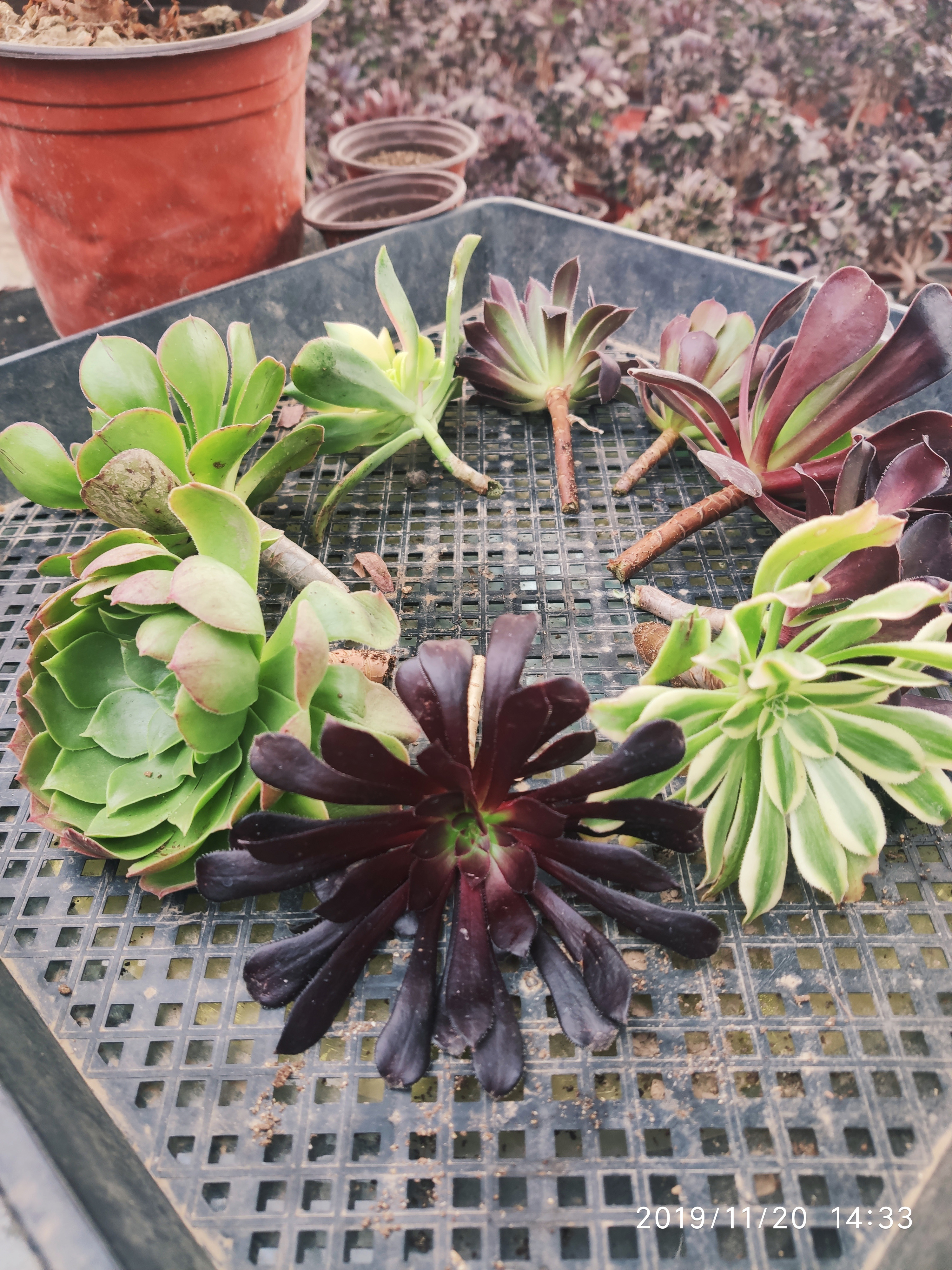 九种多肉植物魔法师黑法师美杜莎欧佳丽砍头苗好养易活春天花卉绿 奇葩多肉馆 淘优券 九种多肉植物魔法师黑法师美杜莎欧佳丽砍头苗好养易活春天花卉绿 奇葩多肉馆 淘优券