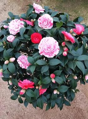 带花苞浓香型庭院盆栽大牡丹