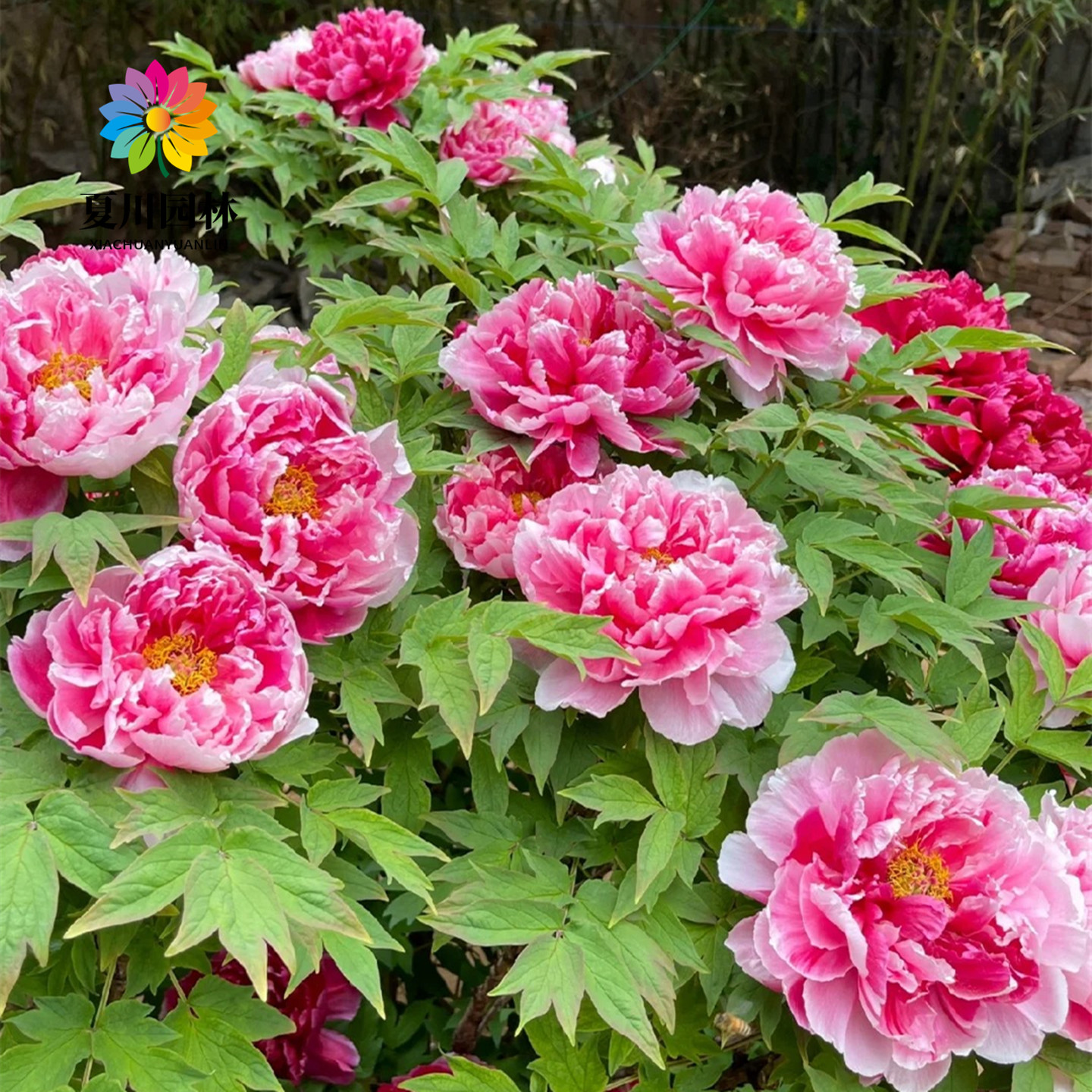 牡丹花苗大苗重瓣芍药庭院阳台盆栽花卉正宗观赏木本老桩牡丹花树