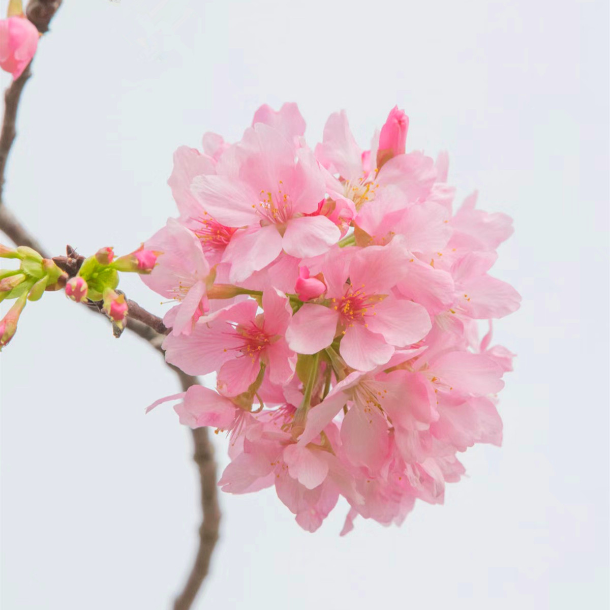 嫁接樱花树苗染井吉野樱花早樱晚樱庭院别墅大型风景树当年开花树-图3