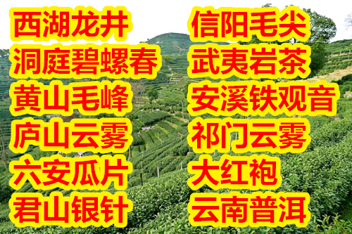 茶叶树苗 茶树苗 茶叶盆栽 龙井碧螺春普洱铁观音毛尖瓜片茶苗 - 图0