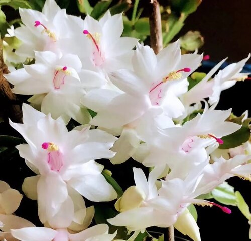 圣诞白白色蟹爪兰花卉四季植物室内花好养年宵花带花苞白玛丽盆栽 - 图2