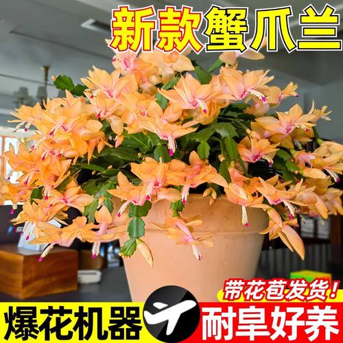 【黄金索菲亚】进口蟹爪兰阳台四季多肉绿植开花花卉盆栽室内嫁接 - 图0
