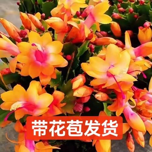【黄金索菲亚】进口蟹爪兰阳台四季多肉绿植开花花卉盆栽室内嫁接 - 图3