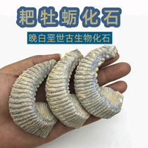 Rake Oyster Fossil Marine Palaeobiotic Fossil Double Shell Animal Fossil Kop Teaching Specimen