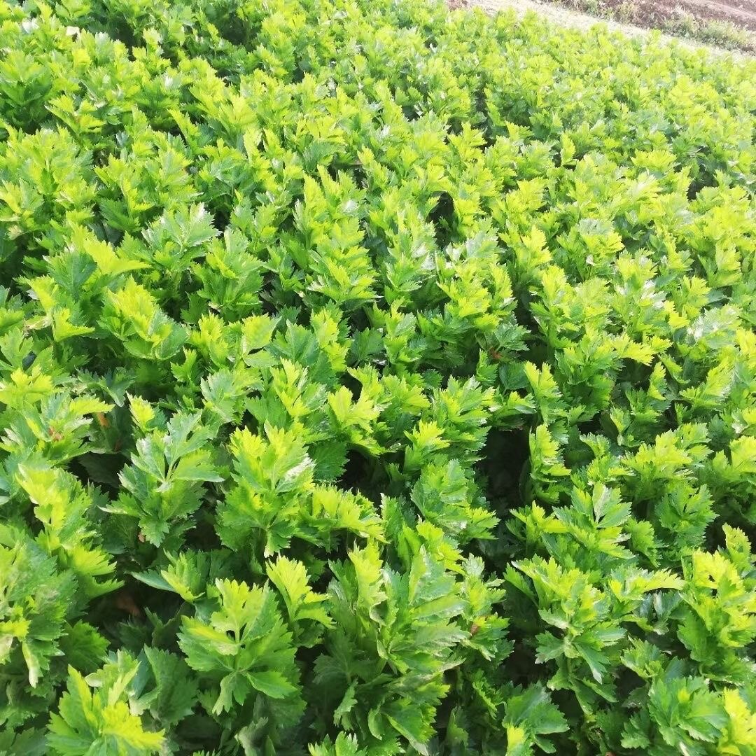 西芹种子凯撒大帝芹菜种子叶柄亮绿有光泽纤维少高产抗病强免催芽