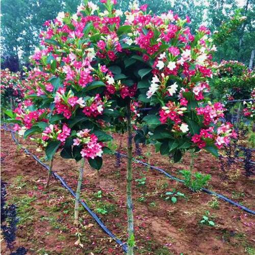 五彩锦带花树苗庭院种植锦带花苗室内盆栽大型庭院绿化苗木 - 图2