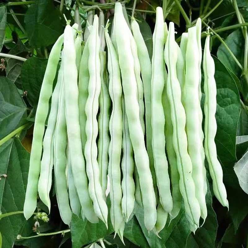 高产九粒白芸豆种籽摘不败白不老豆角种子豇地无架豆春秋蔬菜种孑-图2