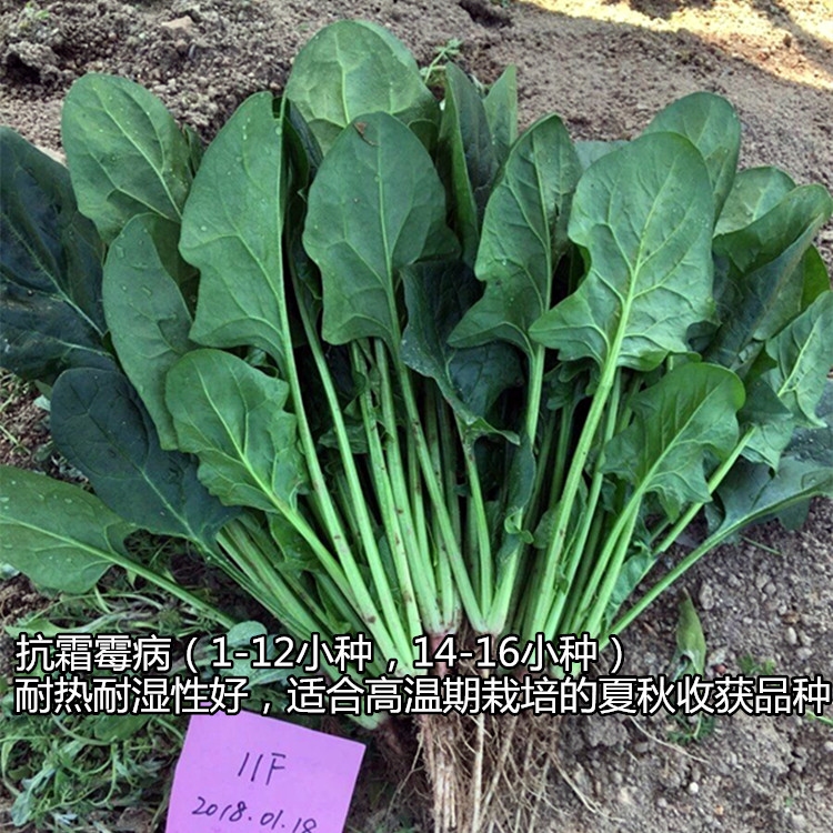 日本进口泷井杂交耐热耐湿夏秋菠菜种子春秋四季阳台盆栽蔬菜种籽 - 图0