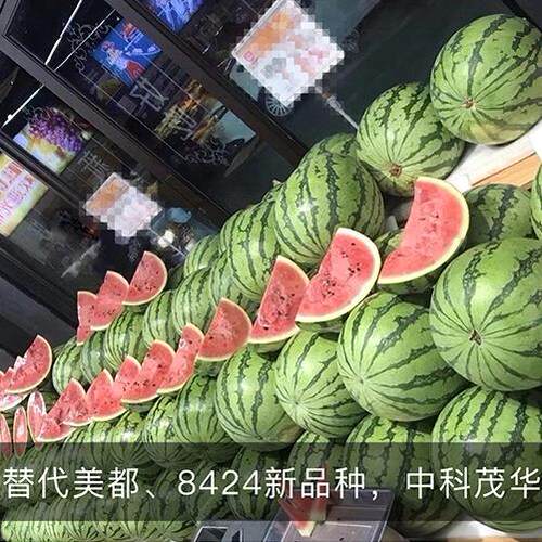 中科冰糖麒麟西瓜种子8424懒汉甜王红玉西瓜种籽春四季蔬菜种孑苗 - 图1