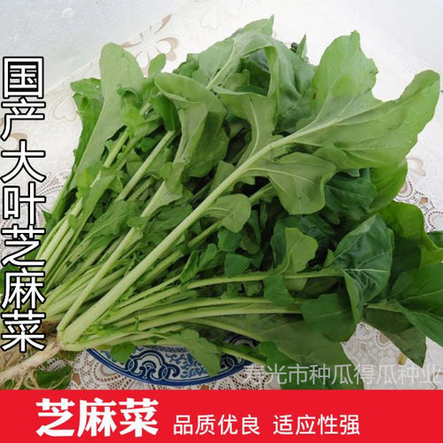 意大利小叶芝麻菜种籽大叶蔬菜种子春夏秋四季蔬菜籽孑阳台盆栽苗 - 图0