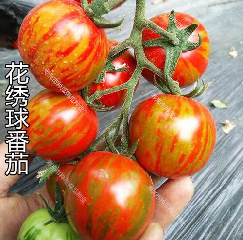 圣女果种子千禧樱桃黑番茄种籽西红柿阳台盆栽水果蔬菜种孑苗 - 图2