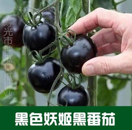 圣女果种子千禧樱桃黑番茄种籽西红柿阳台盆栽水果蔬菜种孑苗 - 图3