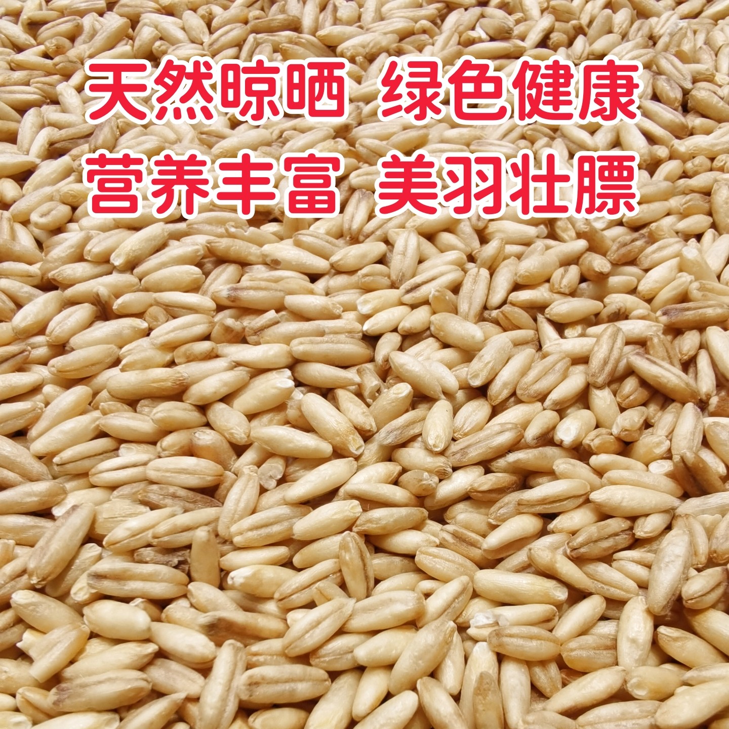 燕麦米鹦鹉粮新燕麦鸟粮饲料小太阳虎皮牡丹玄凤专用燕麦仁雀鸟食,淘宝优惠券,粉丝福利购,淘宝优惠卷