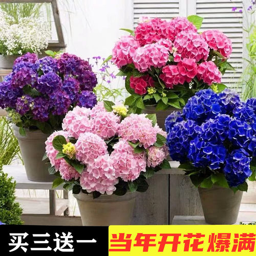 无尽夏绣球花苗老桩多年生花卉植物室内阳台庭院八仙薄荷盆栽别墅 - 图0