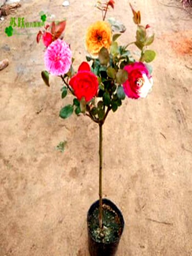 嫁接树桩月季花棒棒糖树大花朵粉色月季花苗特大花四季庭院老桩 - 图3