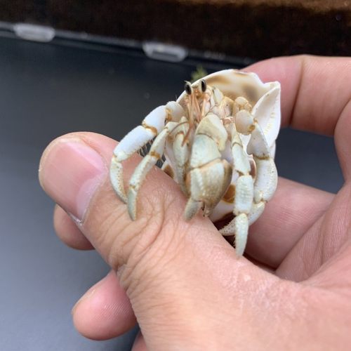宠物寄居蟹 豆丁活体陆生寄居蟹新手套装饲养盒桌面萌宠儿童礼物 - 图1