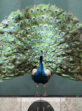 客厅羽毛开屏孔雀摆件孔雀标本