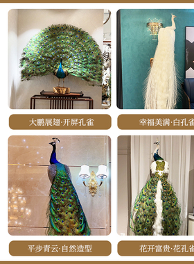 孔雀标本拍摄道具教学落地摆件