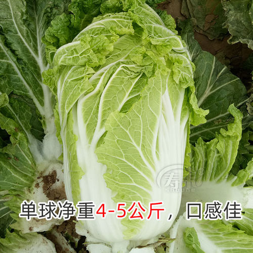 北京新3三号大白菜种子种籽 秋季中四季晚熟抗病高产冬季孑蔬菜 - 图0