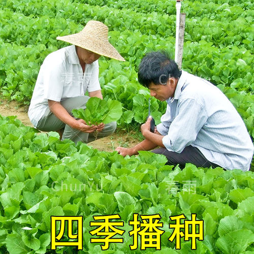 包心芥菜种籽介菜菜种大叶水东芥菜广东酸菜四季秋季蔬菜种子 - 图2