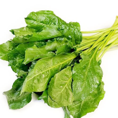 大叶牛皮菜种籽根达菜牛皮菜菜种四季夏季君达农家菜籽蔬菜种子孑 - 图3