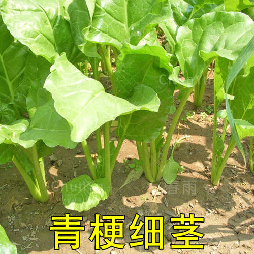 大叶牛皮菜种籽根达菜牛皮菜菜种四季夏季君达农家菜籽蔬菜种子孑 - 图0