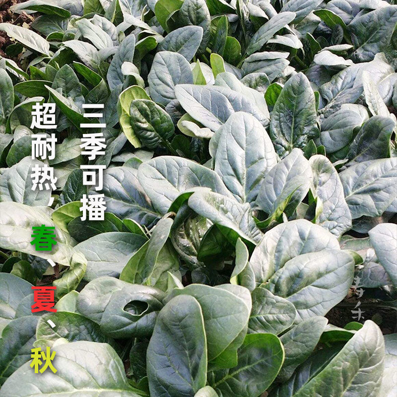 超耐热夏播王菠菜种子种籽高产春籽种夏季秋季四季蔬菜孑波菜夏 - 图0