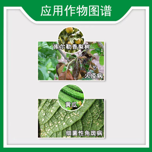 凯立欣露 3%中生菌素黄瓜细菌性角斑病梨火疫病农药杀菌剂-图2