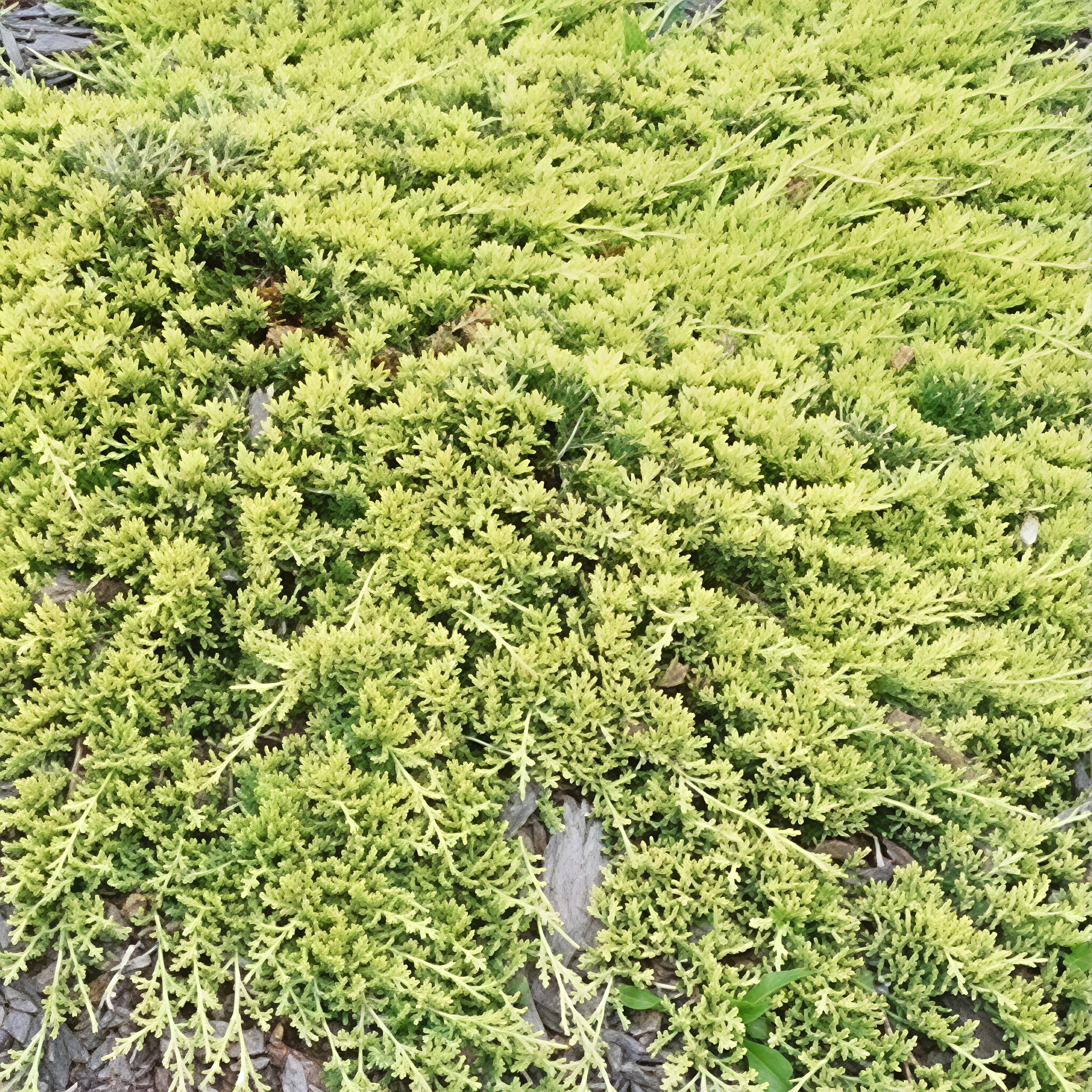 Tile juniper, golden carpet, perennial potted courtyard garden, evergreen plants in all seasons