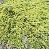 Tile juniper, golden carpet, perennial potted courtyard garden, evergreen plants in all seasons