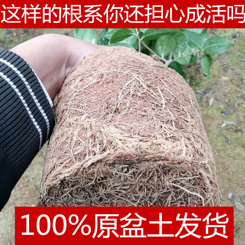 福建五色赤丹茶花盆栽十八学士山茶花树苗一树多色绿植花卉带花苞