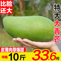 When the seasons extra-large Qingmeng fresh fruit green leather big mango pregnant woman fruit whole box makes fresh mango